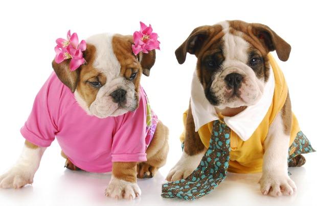 Dogs_Dressed_Up